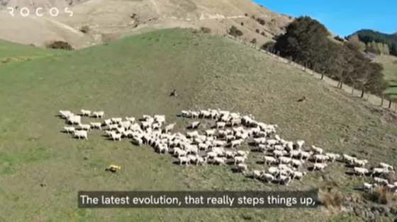 波士顿动力系列：Spot机器人新西兰草原上放羊